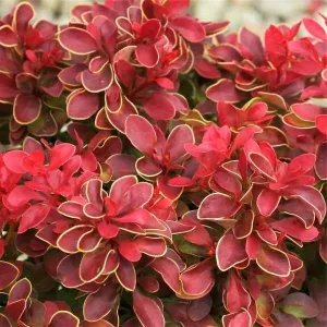 Berberis t Admiration #2