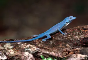 Guyana Blue Anole