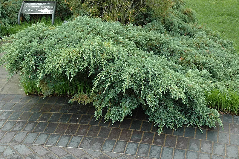 Juniperus squamata 'Blue Carpet'