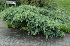 Juniperus squamata 'Blue Carpet'